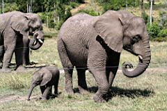elephants a knysna elephants IMG_2962.JPG